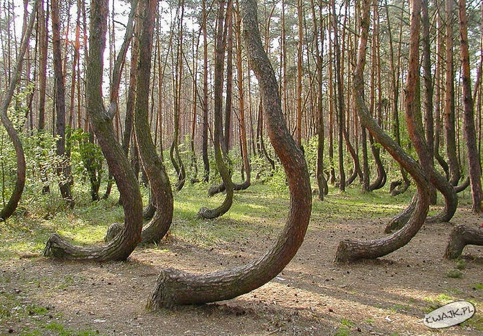 Las krzywych drzew