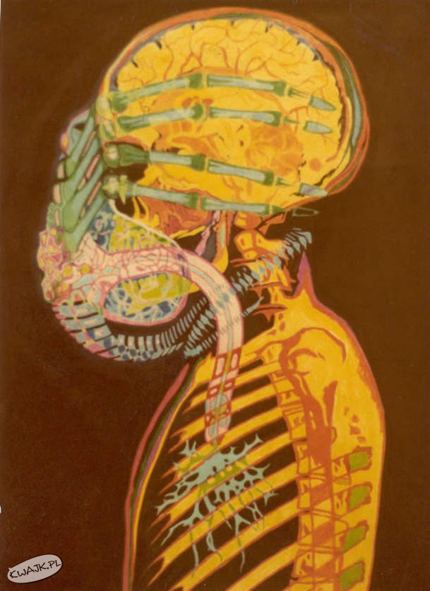 Anatomia obcego