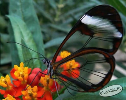 Piękny motyl