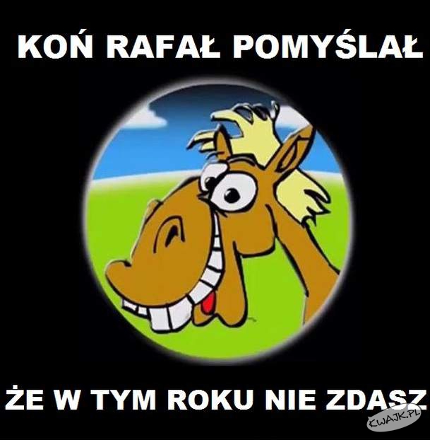Koń Rafał