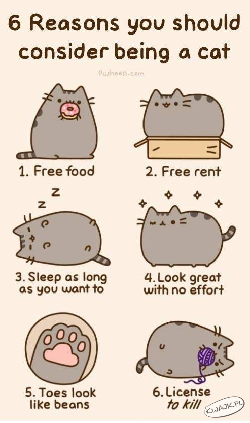 6 powodów, dla których warto być kotem