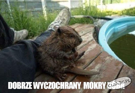 Mokry bóbr