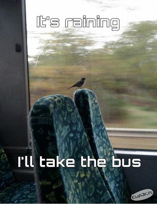 Pojadę autobusem