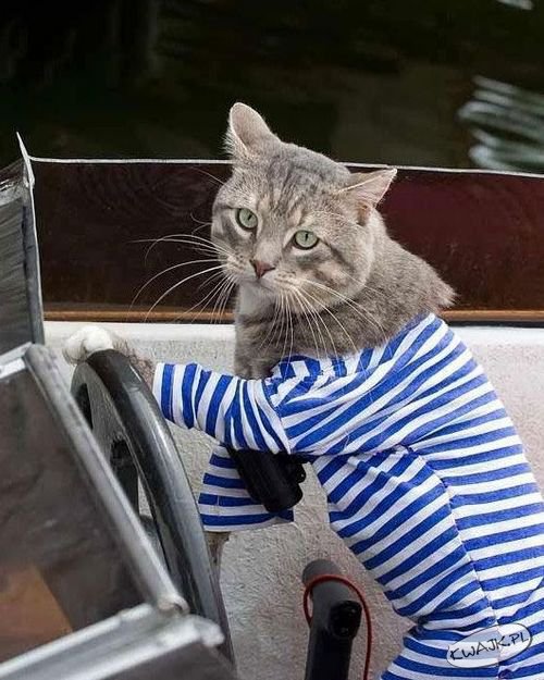 Kot marynarz