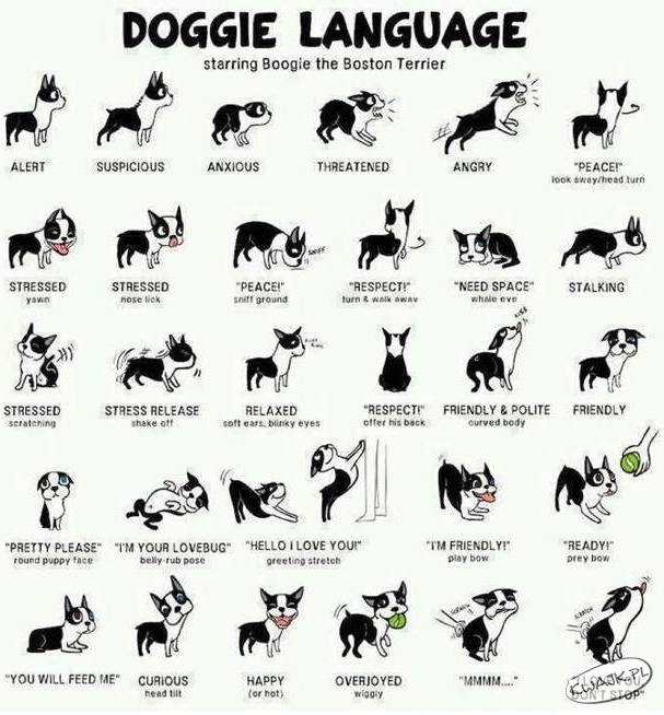 Psi język