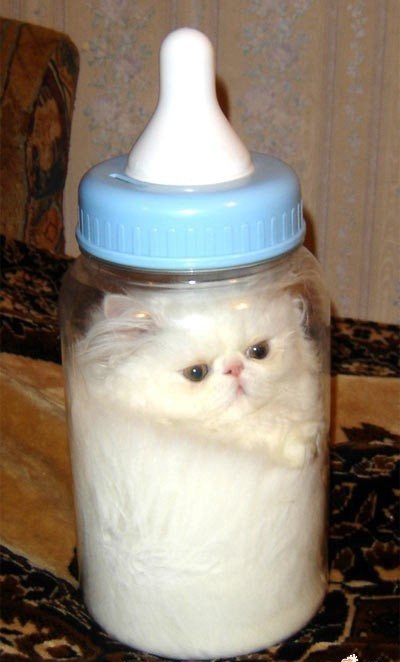 Kot w butelce