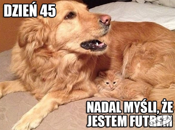 Mistrz kamuflażu