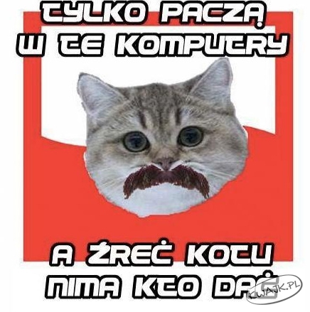 Kotu żreć dać!