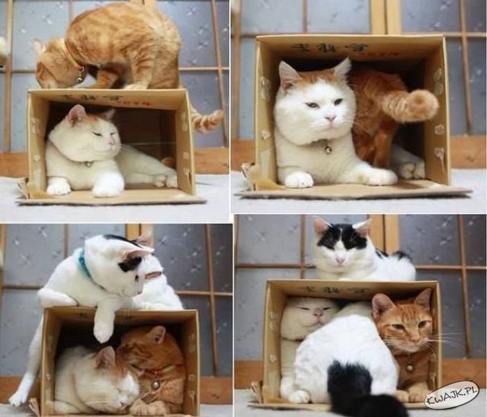 Koty kochają pudełka