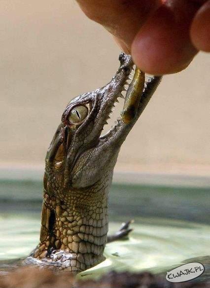 Mini aligator