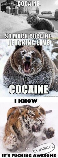 Kokaina - wszyscy ją kochają