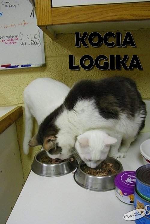 Kocia logika