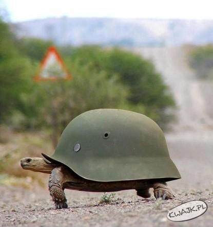 Po czym poznać niemieckeigo żółwia?