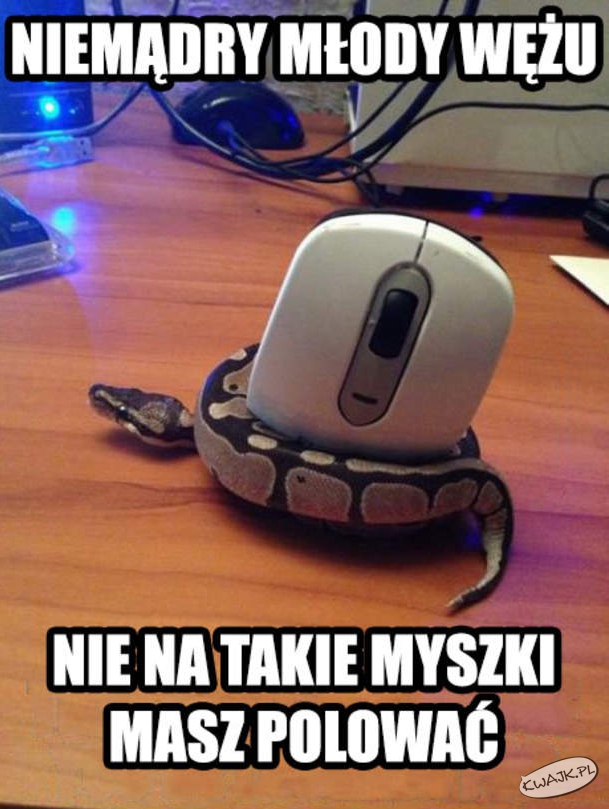 Polowanie na myszy