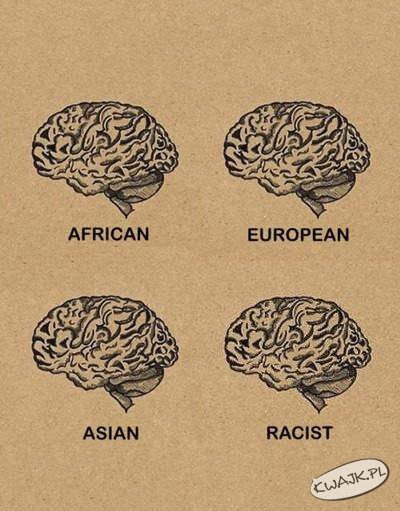 Wszyscy mamy taki sam mózg
