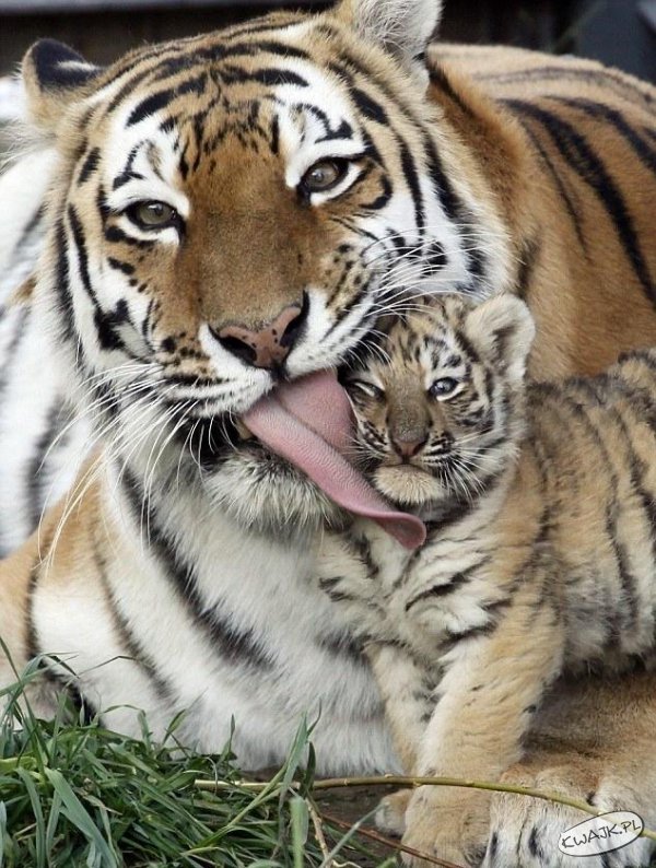 Buziak tygryskowy