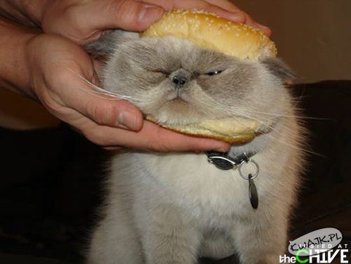 Catburger