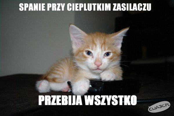 Kociaki wiedzą co dobre