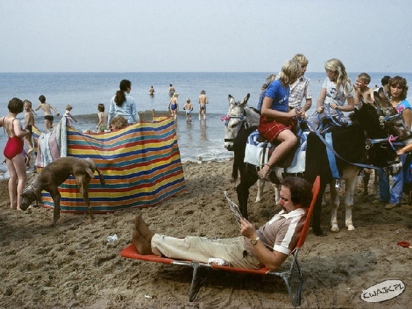 Pies na plaży