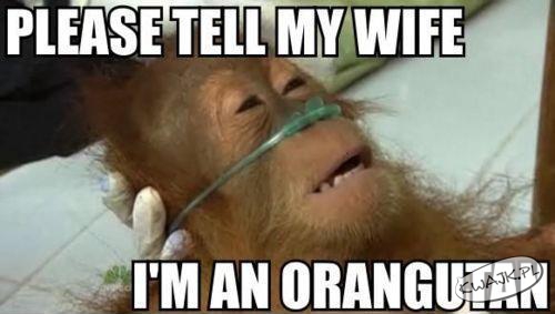 Powiedzcie mojej żonie....że jestem...orangutanem