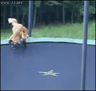 Lisy na trampolinie