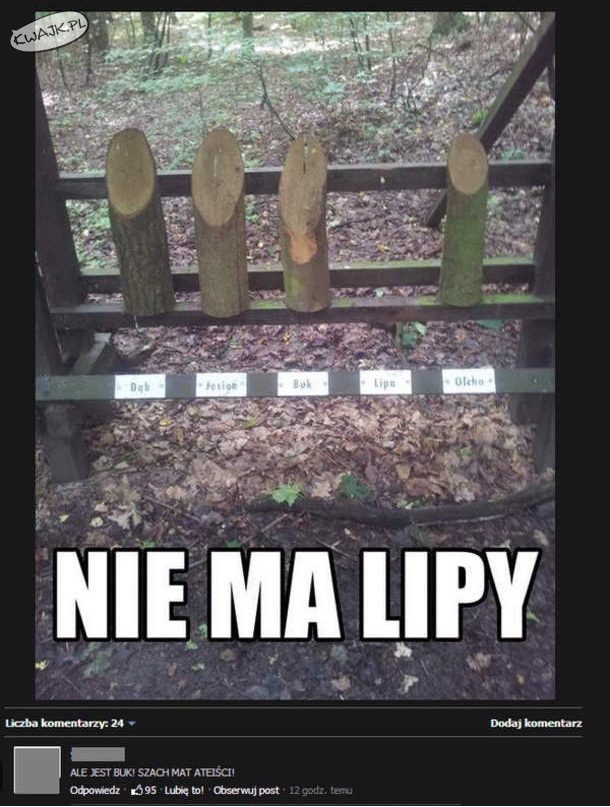 Nie ma lipy