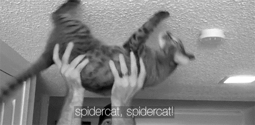 Spidercat!