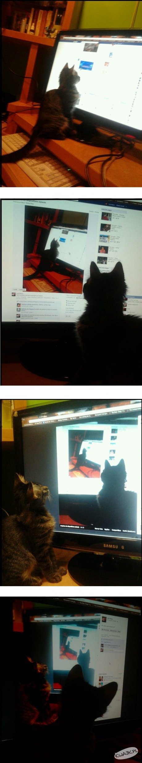 Koty w Internecie