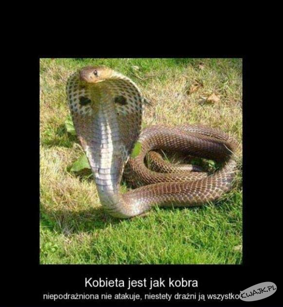 Kobieta jak kobra