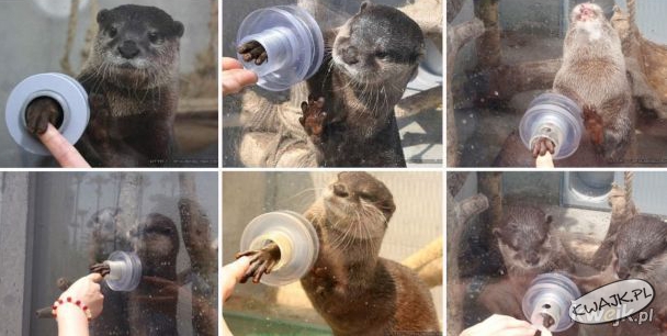 W Japonii jest ZOO, w którym można przybić piątkę wydrze