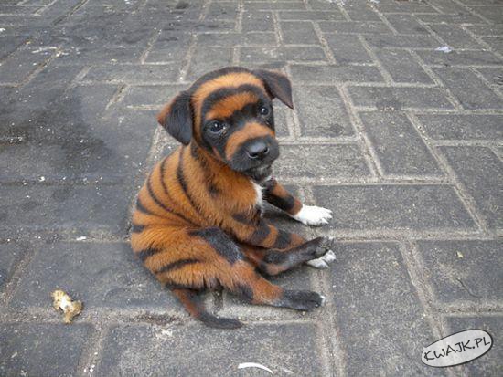 Mały tygrys