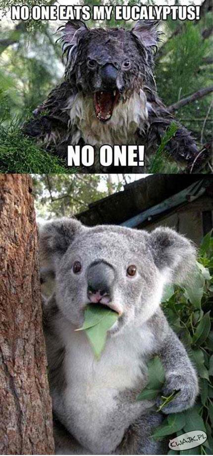 Nikt nie je mojego eukaliptusa!