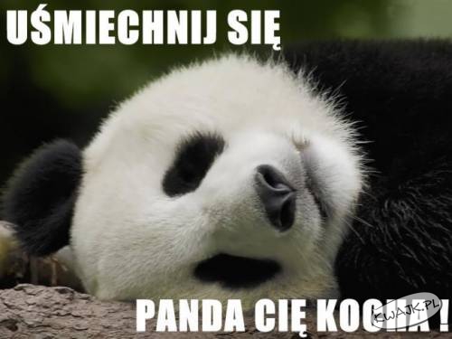 Panda loves you