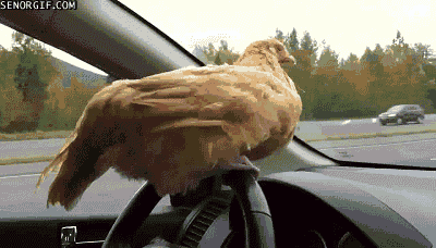 Z drogi, bo kura jedzie!