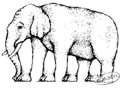 Ile nóg ma słoń