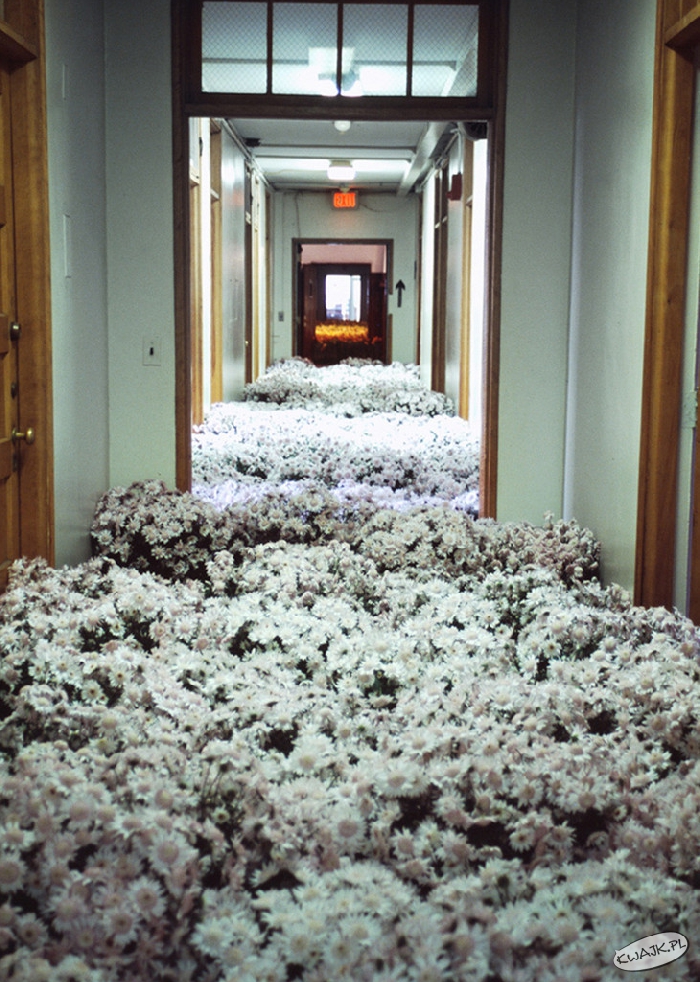 Kwiatowy dywan