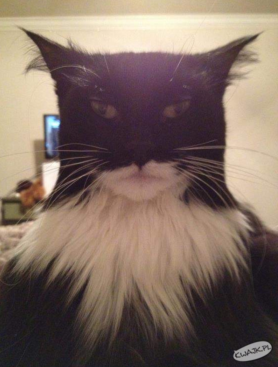 Catman