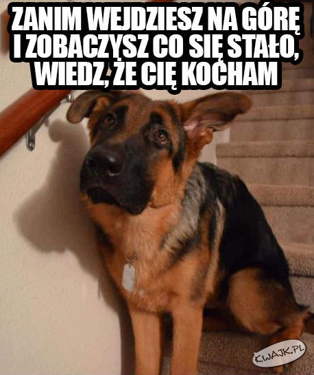 Oddany przyjaciel