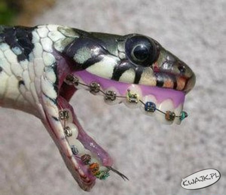 Węże lubią dbać o zęby