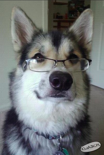 Profesor Husky