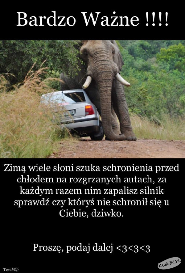 Schronienie słoni