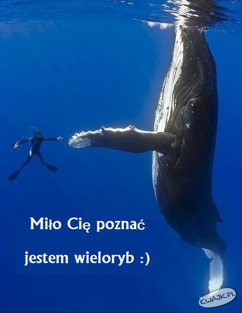 Poznaj wieloryba
