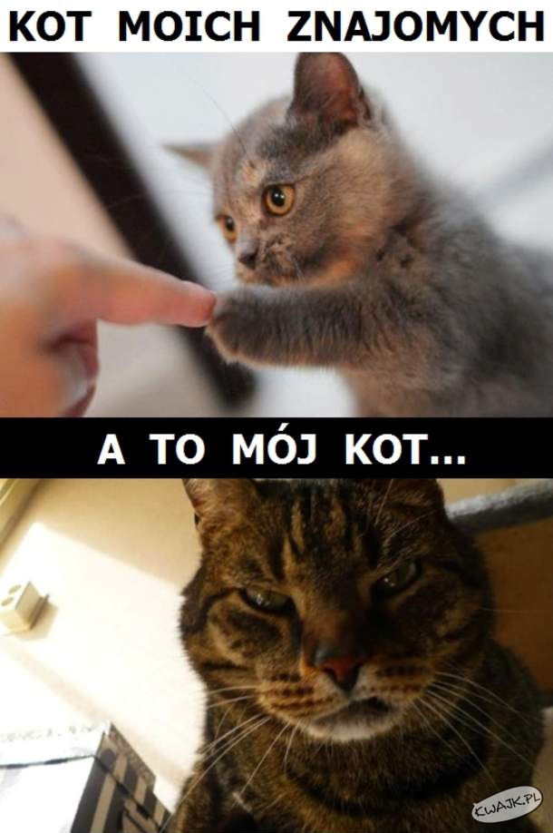 Kot