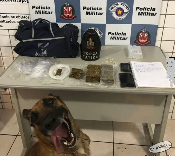 Pies policyjny po całym dniu węszenia narkotyków