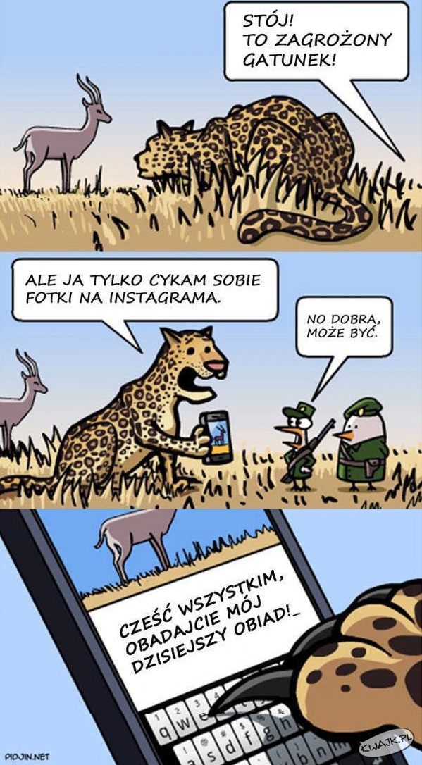 safari dziś