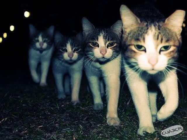 Małe kotki cztery