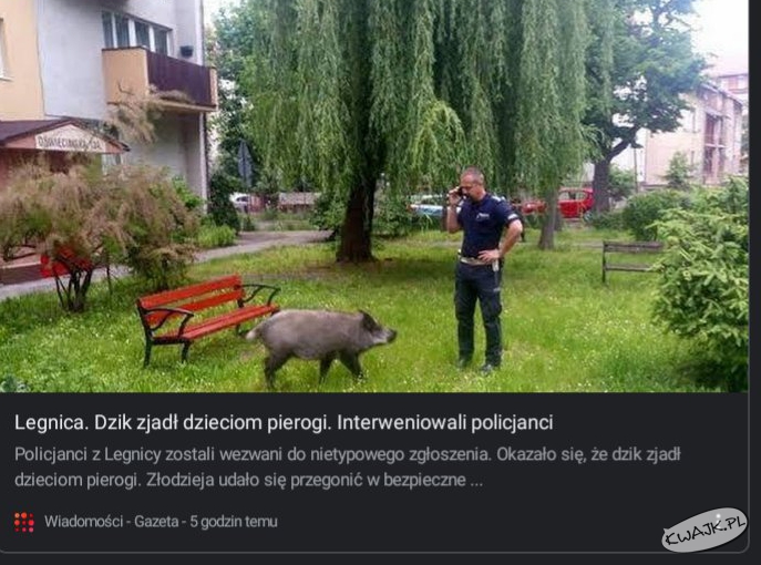 Legnica. Dzik zjadł dzieciom pierogi