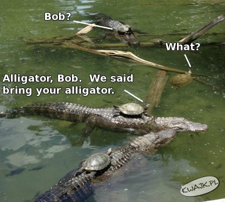 Bob, nie przyprowadził aligatora