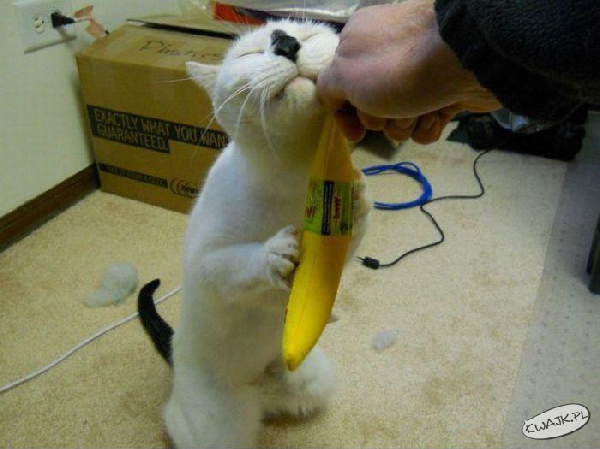 Dzięki za tego banana